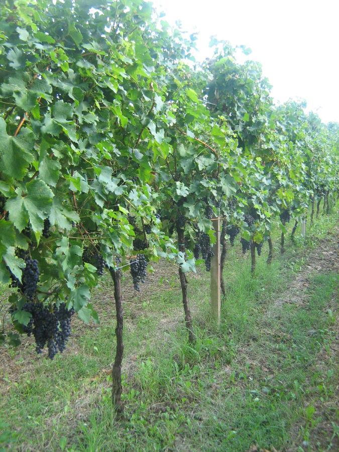 Borgo Di Corte - Alloggio Agrituristico Prestento エクステリア 写真